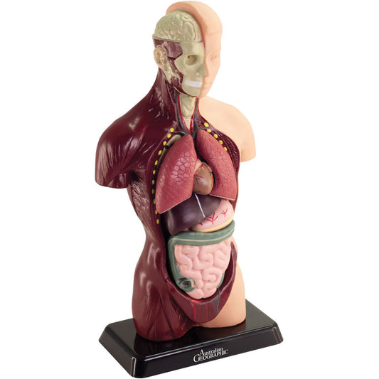 Australian Geographic Human Anatomy Model 27cm for kids aged 7 years and up