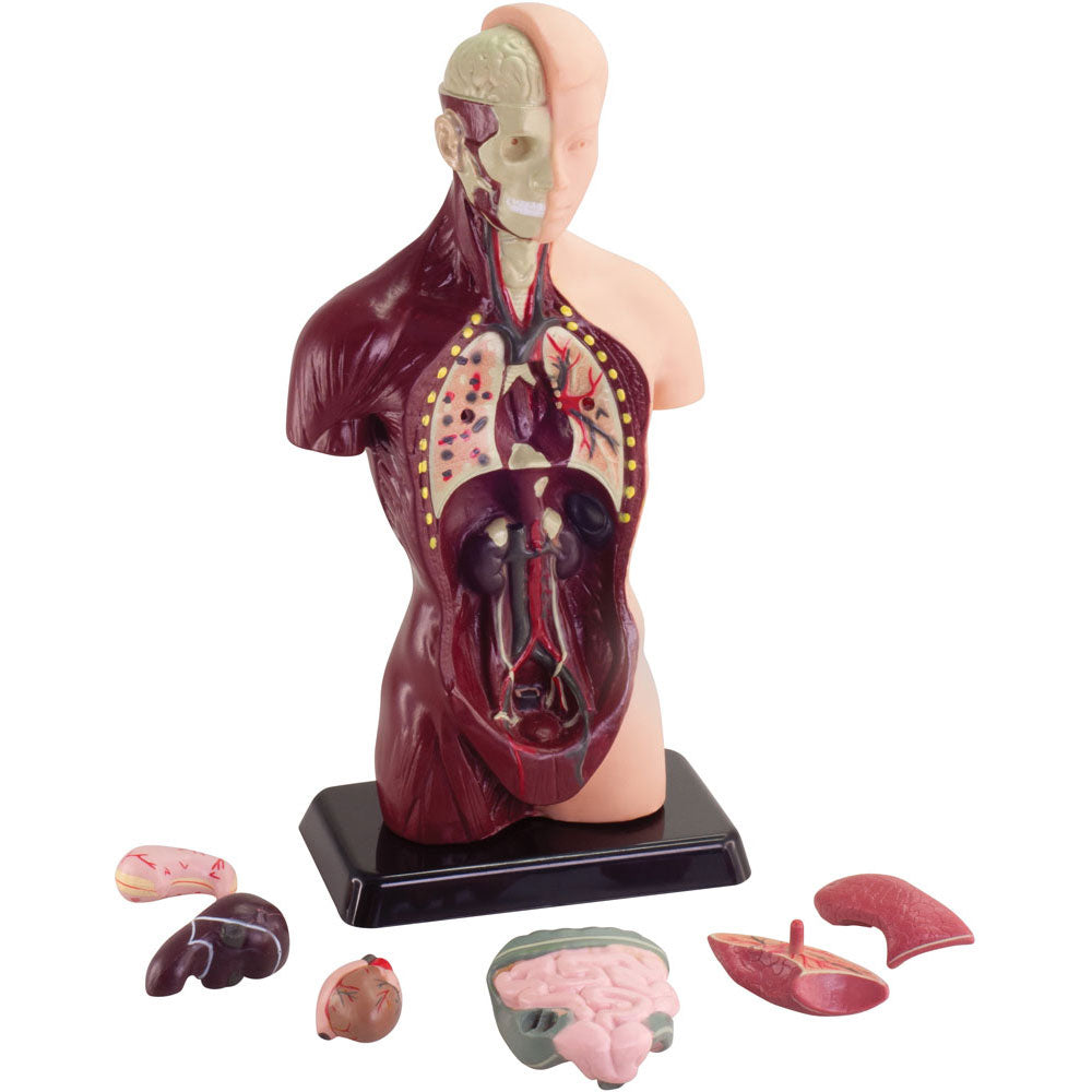 Australian Geographic 27cm Human Anatomy Model Educational Toy