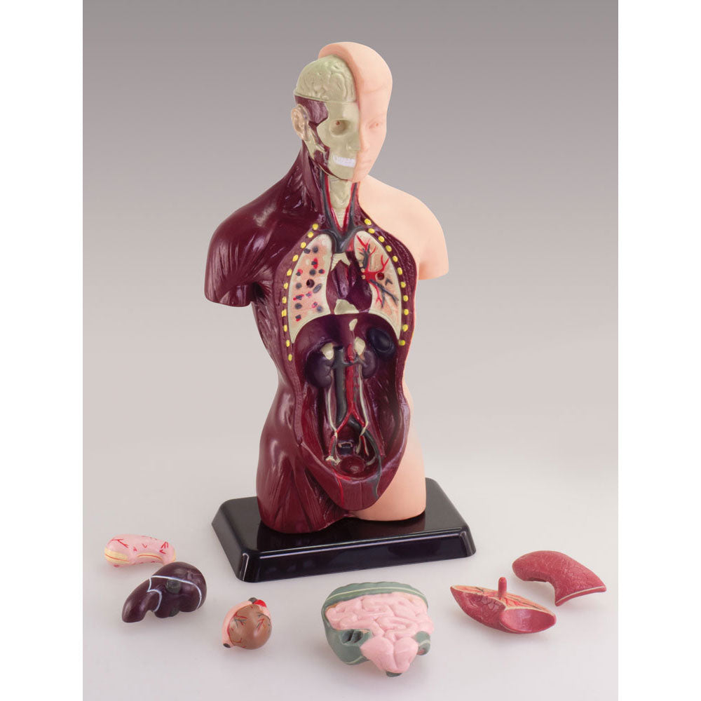 Australian Geographic 27cm Human Anatomy Model STEM Toy for kids
