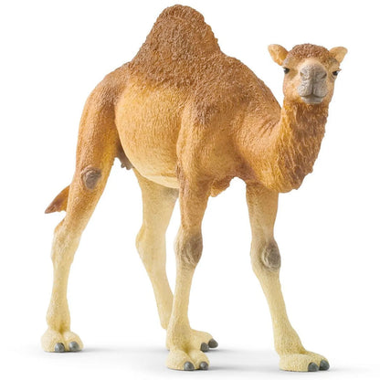 Wild Life Dromedary Animal Figurine from Schleich for kids aged 3 years & up