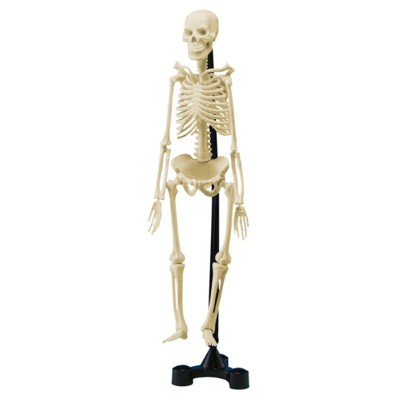 EDU-TOYS Mini Human Skeleton 46cm