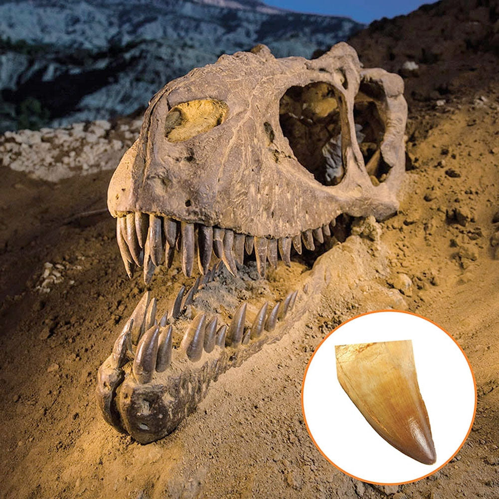 National Geographic Science Value Pack: Dino Fossil + Gemstone
