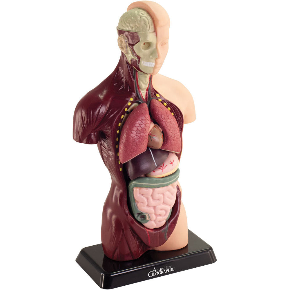  Australian Geographic 27cm Human Anatomy Model