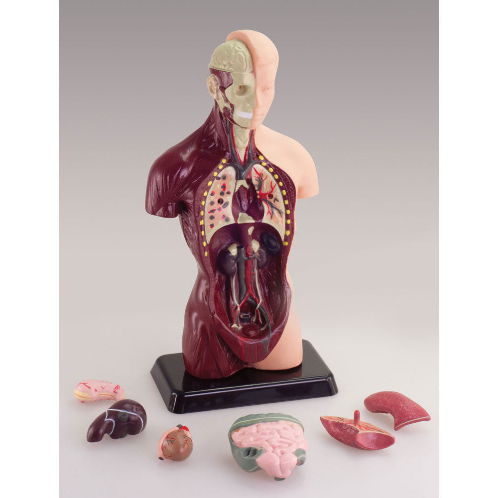  Australian Geographic 27cm Human Anatomy Model STEM Toy for kids