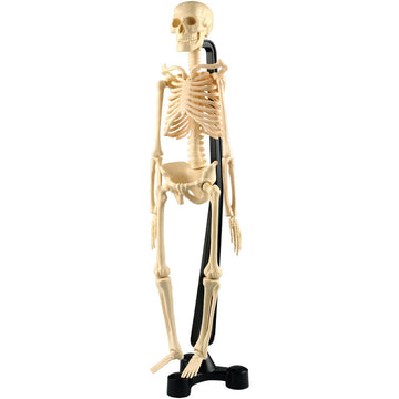 46cm tall Mini-Skeleton from Australian Geographic for kids aged 7 years and up
