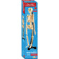 Australian Geographic 46cm Mini-Skeleton STEM educational toy for boys and girls