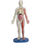 SmartLab Toys Squishy Human Body