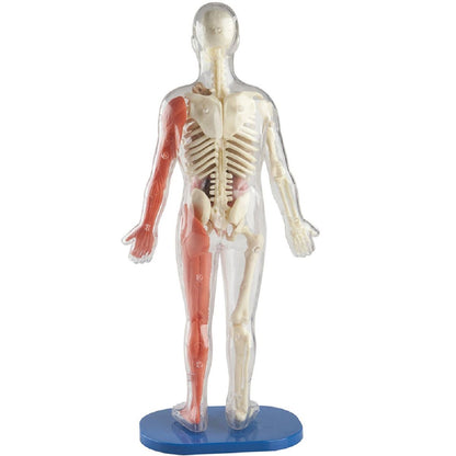 SmartLab Toys Squishy Human Body