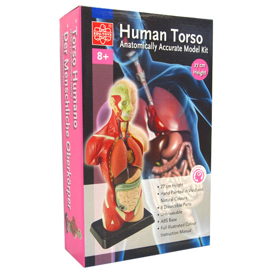 Edu-Toys Human Torso Anatomy Model