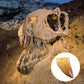 National Geographic Science Value Pack: Crystal Lab + Dino Fossil