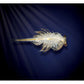 Aqua Dragons are three eyed long tailed gracious funny little swimming animals from the crustacea family.