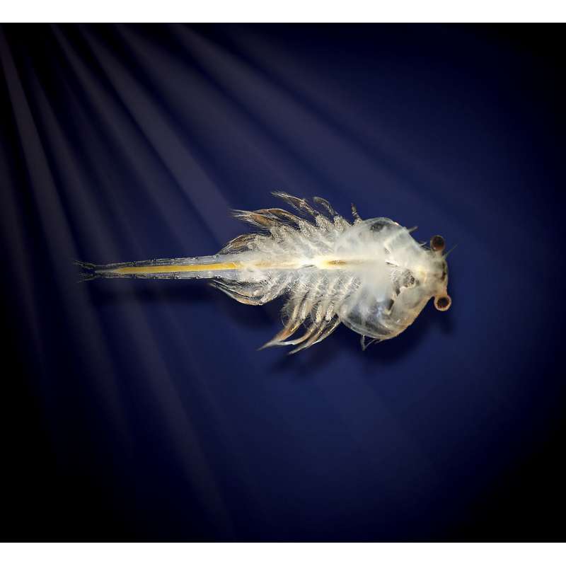 Aqua Dragons are three eyed long tailed gracious funny little swimming animals from the crustacea family.